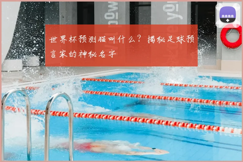 世界杯预测猫叫什么？揭秘足球预言家的神秘名字